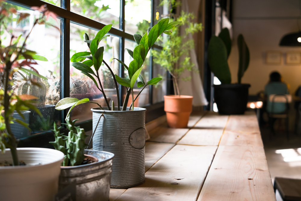 Otthonosabb lakás növényekkel