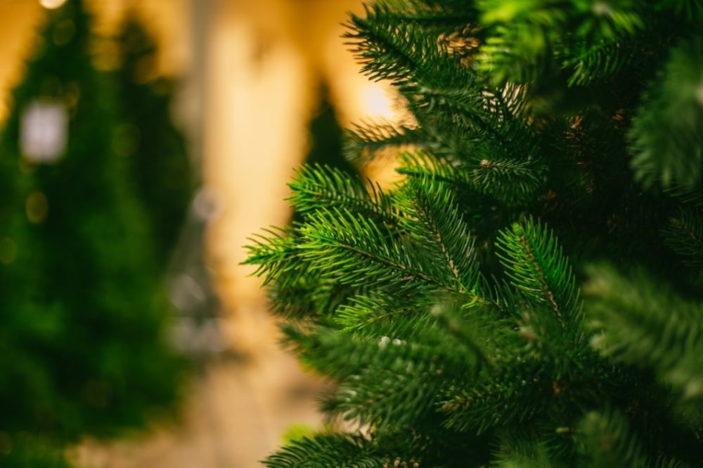 Készülj velünk a karácsonyra! Nagyszerű tippek a fa kiválasztásához!