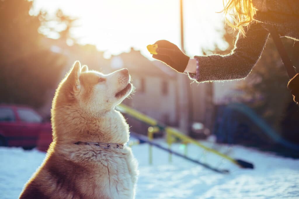 Városi kutyatartás télen: kutyatrükkök