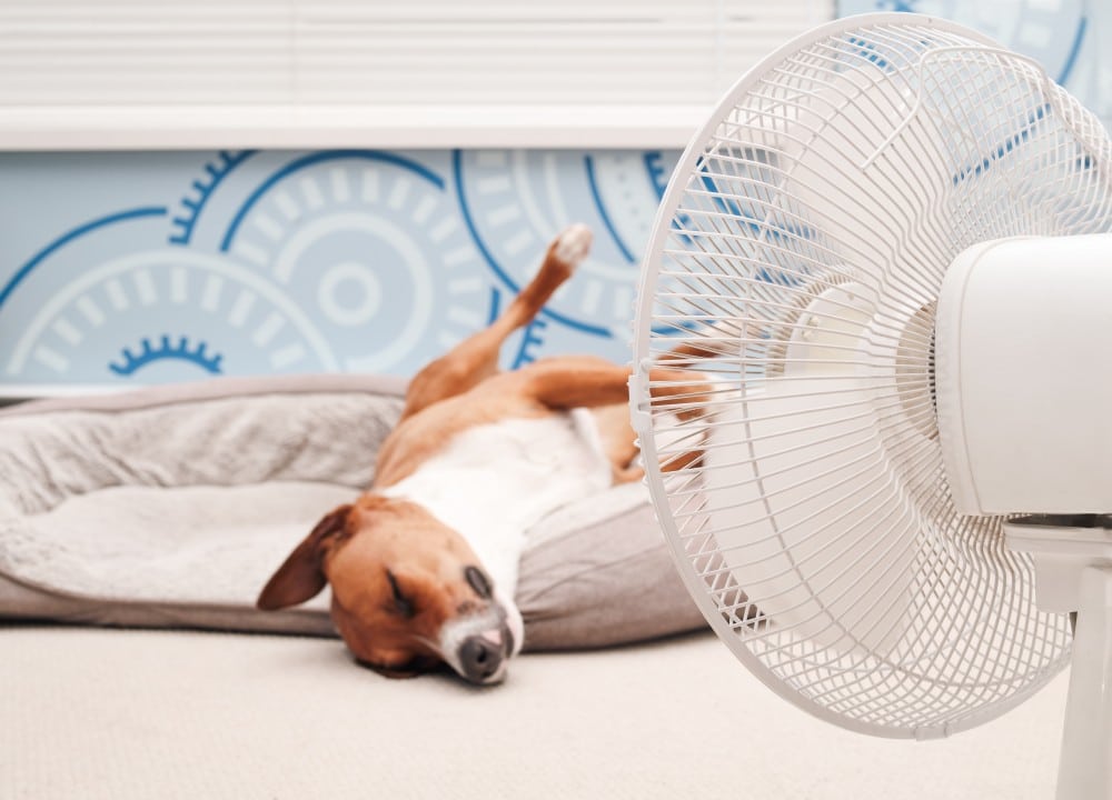 Kutya a ventilátor előtt