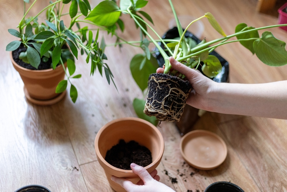szobanövények átültetése télen